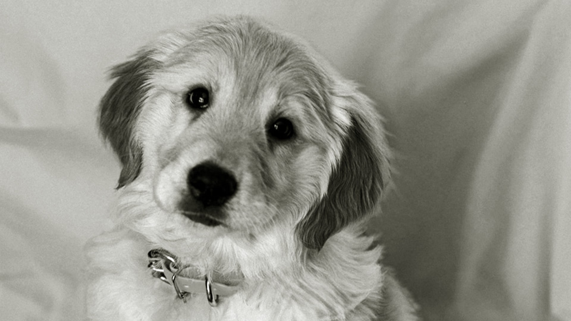Emergency-Veterinary-Services