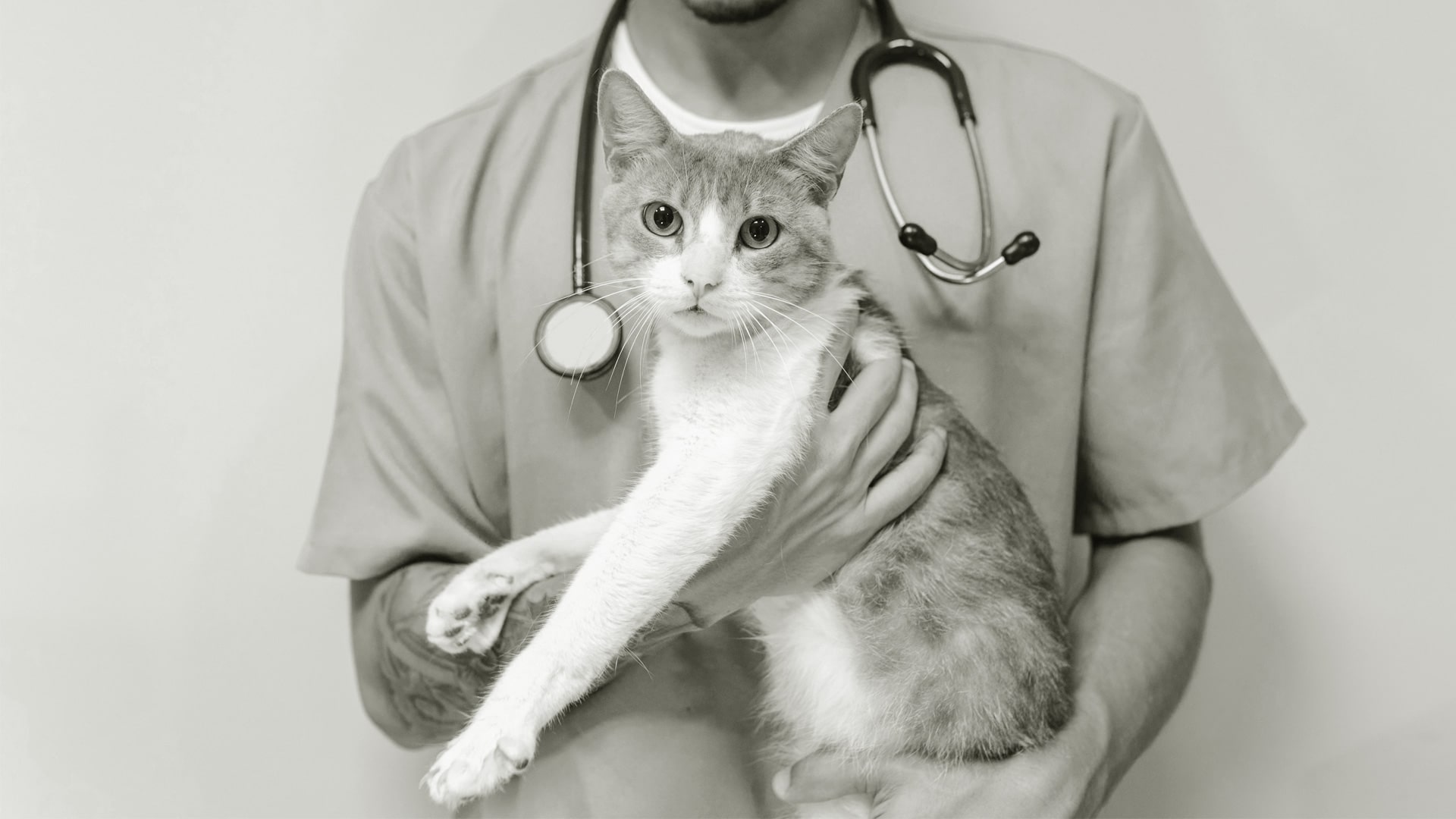Comprehensive-Cat-Veterinary-Services