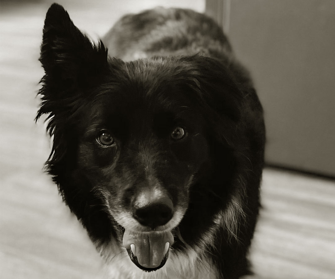 Meet-Our-Chief-Fetch-Officer-section