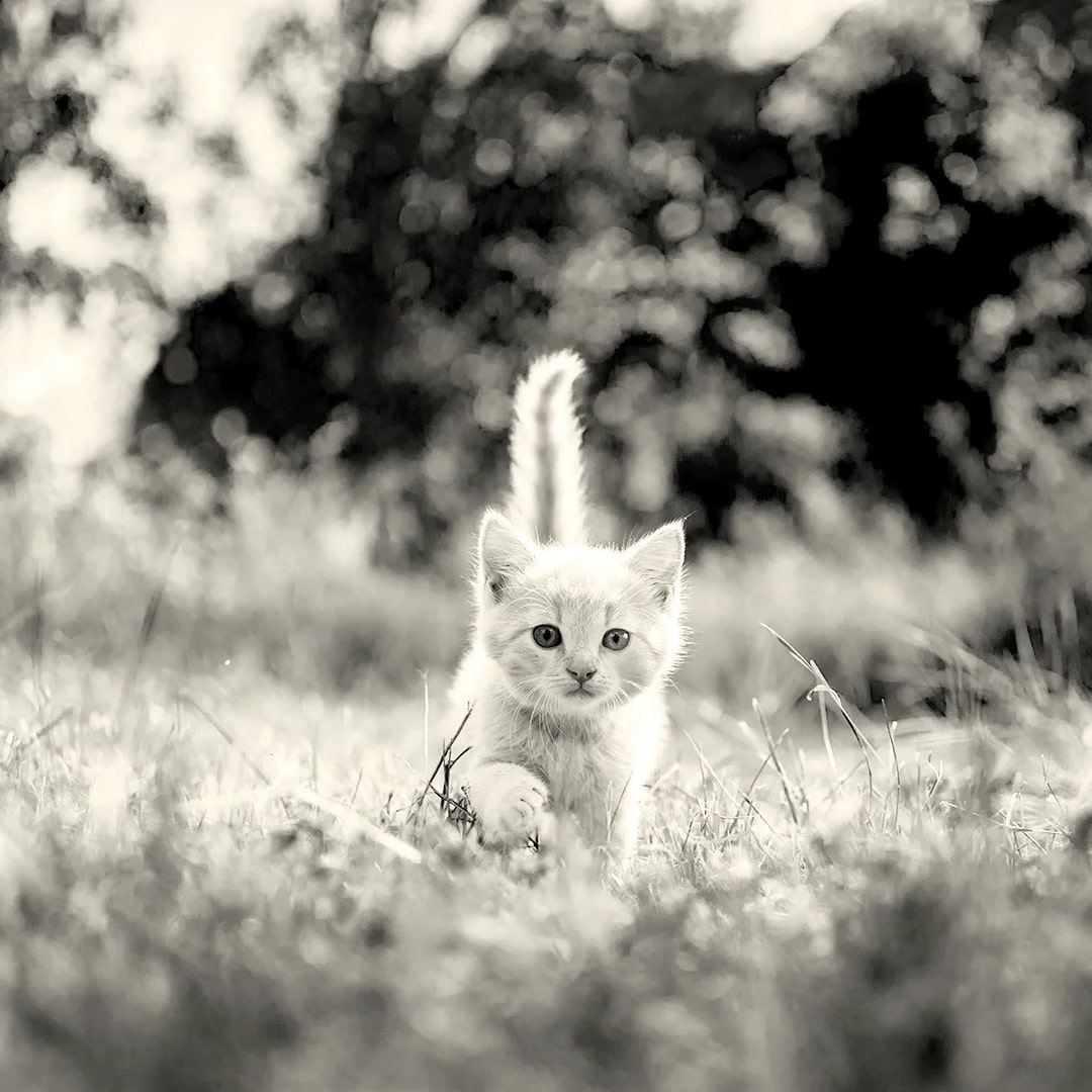 Pet-Surgery-banner