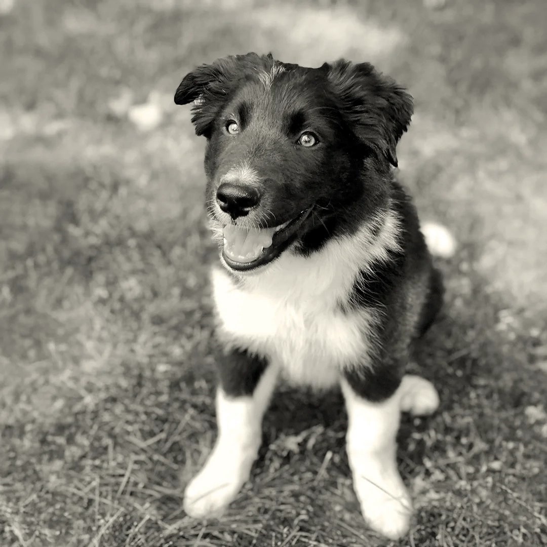 Pet-Wellness-Care-banner