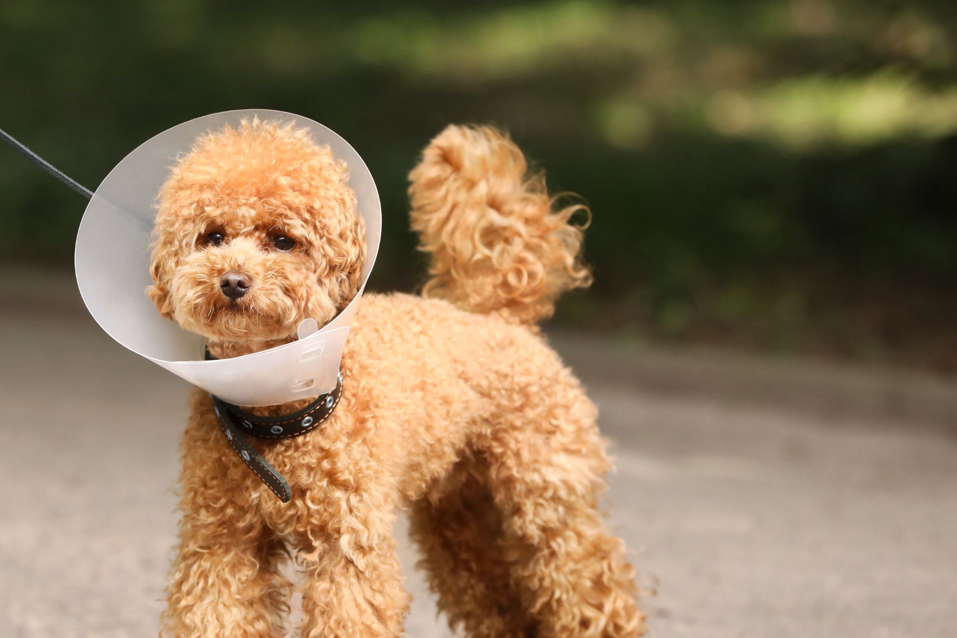 Signs Your Pet Needs Emergency Care